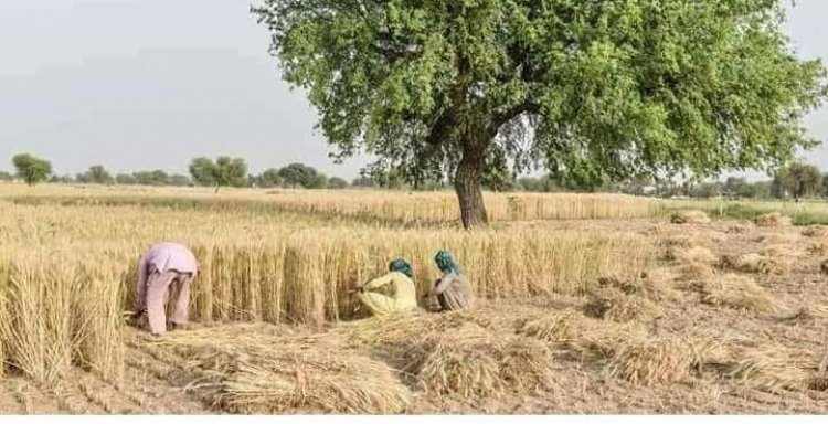 Demand for wheat from India increases in international market; Egypt may import 10 lt of wheat from India