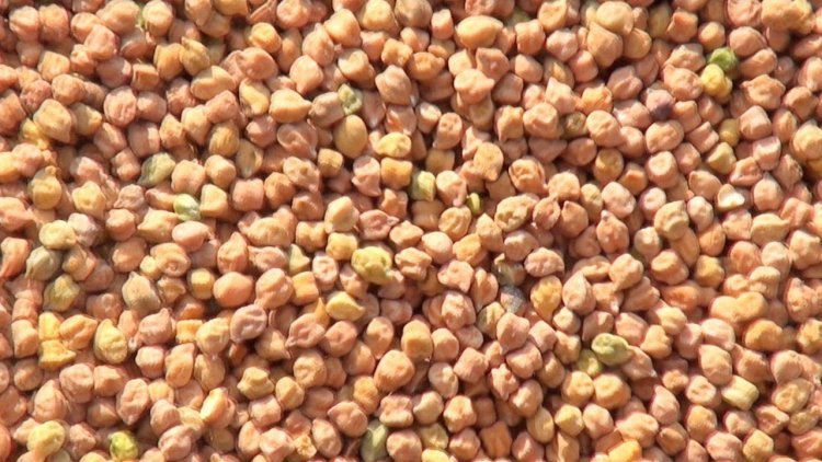 Govt starts procurement of gram, may pay farmers more than MSP