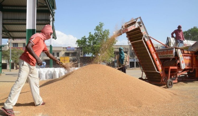 Public procurement of wheat reaches only 177.57 lt