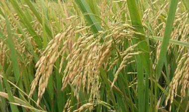 CCEA approves hike in MSP for Kharif crops; paddy goes up to Rs 2,040 per quintal