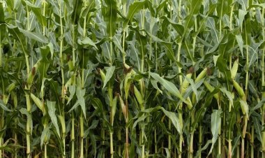 MSP of maize has been increased by 43 per cent in last eight years: Tomar