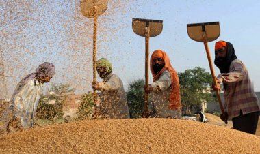 Govt claims no major decline likely in wheat production, export restrictions to curb prices