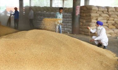 Impact of prohibiting export: Wheat prices go below MSP in MP mandis
