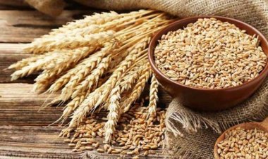 Wheat export ban: Farmers suffer financial losses, and India a loss of face