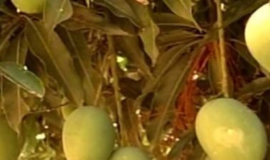 Yogi 2.0 boosting horticultural crops to spur farm income