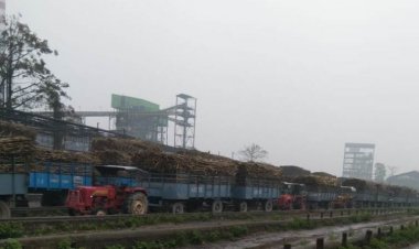 Maharashtra gets ahead of UP in sugar production after five years; production at 5-year low in UP