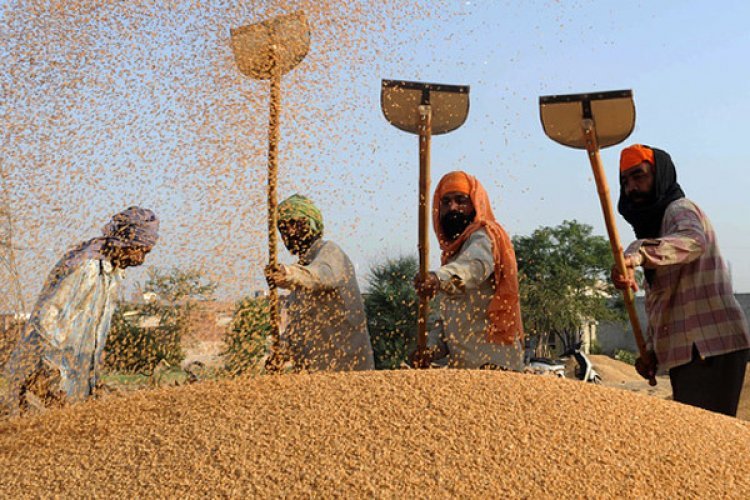 Govt claims no major decline likely in wheat production, export restrictions to curb prices