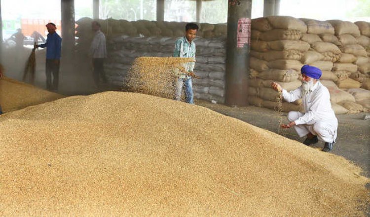 Impact of prohibiting export: Wheat prices go below MSP in MP mandis