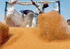 Madhya Pradesh to begin wheat procurement from April 10, small farmers to get priority