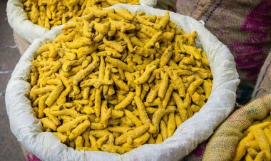 Turmeric to change fortunes of farmers in Kushinagar