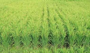 How to increase the productivity and production of foodgrains