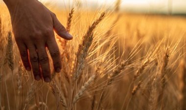 Bleak possibilities of resumption of wheat exports