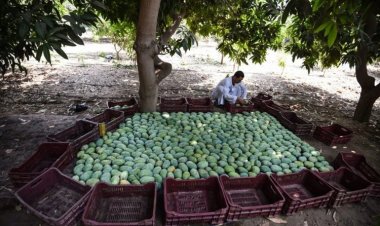 Mangoes not aam: Production declines due to premature high temperatures