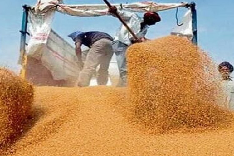 Centre relaxes norms for wheat procurement from MP - Rural Voice is a ...