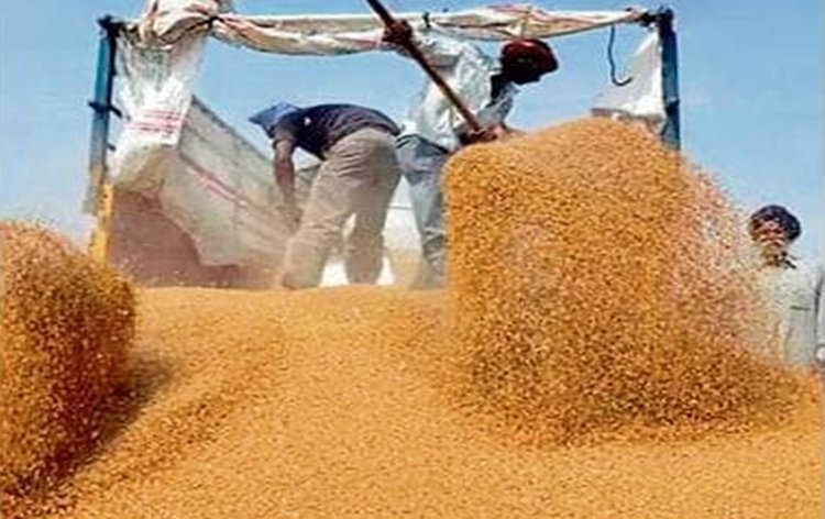 Wheat procurement stuck at 187 lt; May stocks at 5-year low in central pool