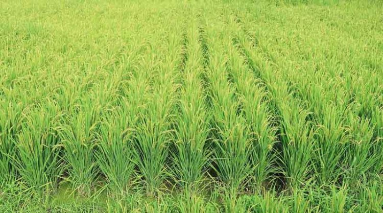 It is our duty to do chemical-free farming, organic farming and natural farming: PM Modi