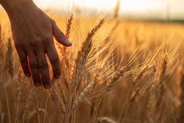 Bleak possibilities of resumption of wheat exports