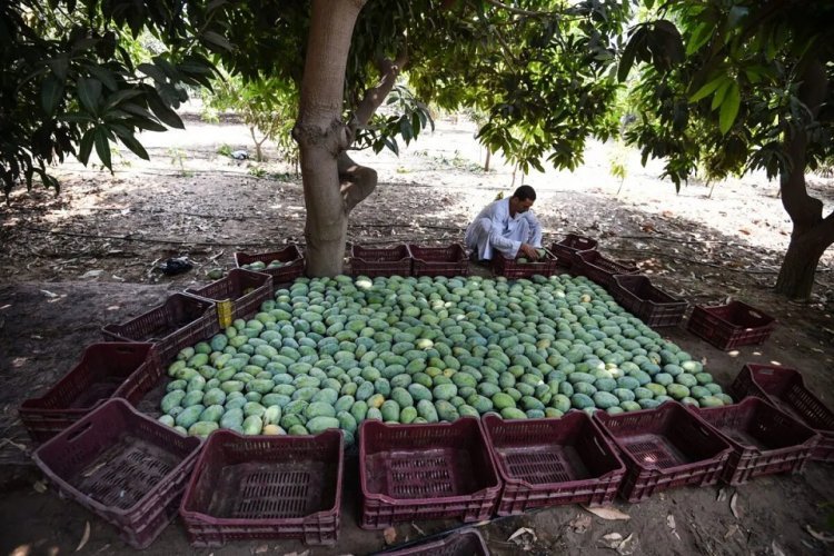 Mangoes not aam: Production declines due to premature high temperatures