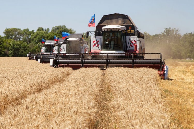 Wheat prices in the global market fall by 27 per cent from record high despite Ukraine crisis