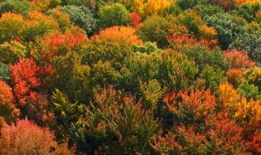 50,000 wild species meet needs of billions worldwide; IPBES Report offers options to ensure sustainable use