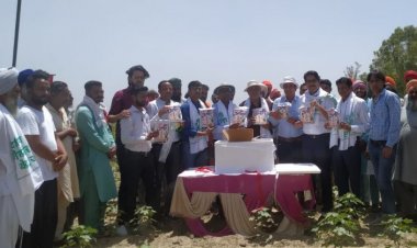 Mega field experiment of mating disruption PBKnot technology to manage pink bollworm in cotton zone in North India