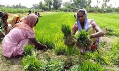Paddy acreage declines by 23.8 per cent in UP and 17 per cent across the country; after wheat, trouble likely on rice front
