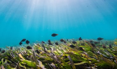 Draft National Policy on Blue Economy