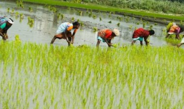 Kharif sowing increases by 14 percent, pulses record 55 percent jump