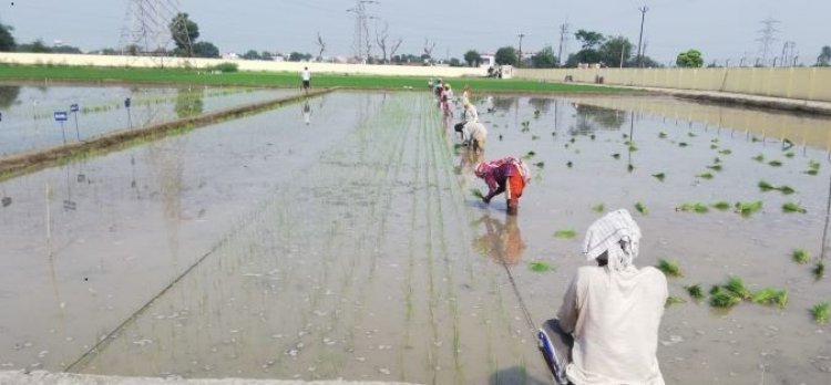 Rainfall deficit of 42-53 per cent in several states may adversely affect foodgrain production in Kharif season