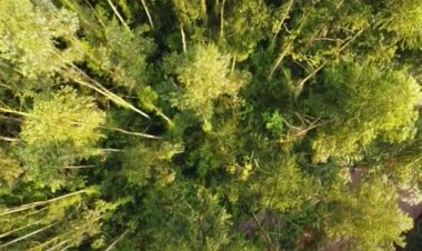 Bayer Environmental Science Professional business to be called Envu