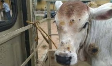 Lumpy skin disease spreads in Rajasthan; more than one  thousand cattle killed