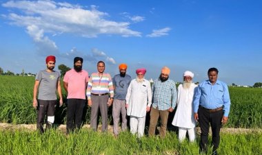 Fear of decline in rice production looms large as acreage down by 3.1mn ha and mystery ‘dwarfing’ disease hits in Punjab and Haryana