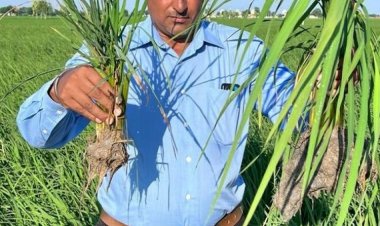 Central team constituted on paddy dwarfing disease; IARI interim report identifies cause of disease