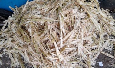 Sugar substitute Xylitol produced from bagasse by IIT Guwahati researchers