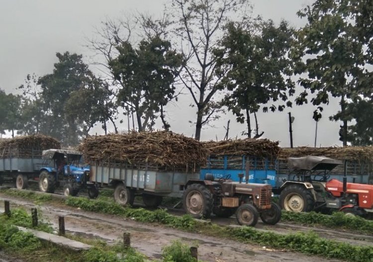 CCEA decides to raise sugarcane FRP for next season to Rs 305 per quintal, up by Rs 15
