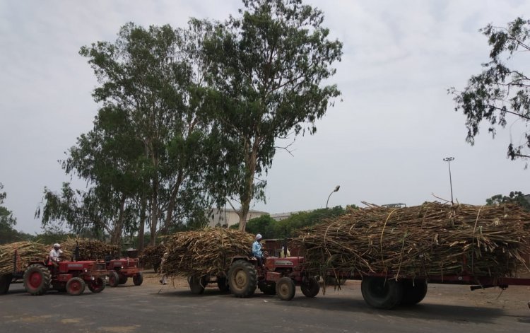 Govt should reconsider fixation of FRP for sugarcane, current decision a joke on farmers: RKMS