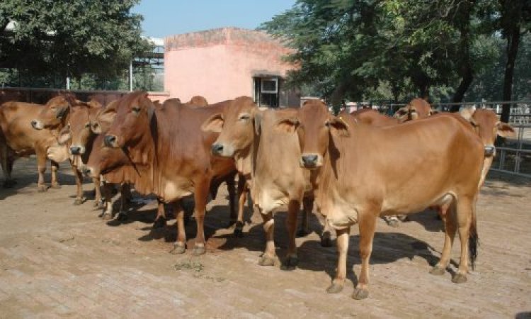 Lumpy skin disease outbreak in UP, Punjab, Haryana after Rajasthan, Gujarat worries cattle farmers