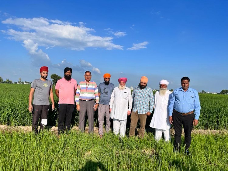 Fear of decline in rice production looms large as acreage down by 3.1mn ha and mystery ‘dwarfing’ disease hits in Punjab and Haryana