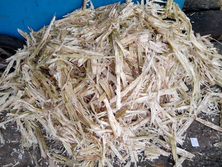 Sugar substitute Xylitol produced from bagasse by IIT Guwahati researchers