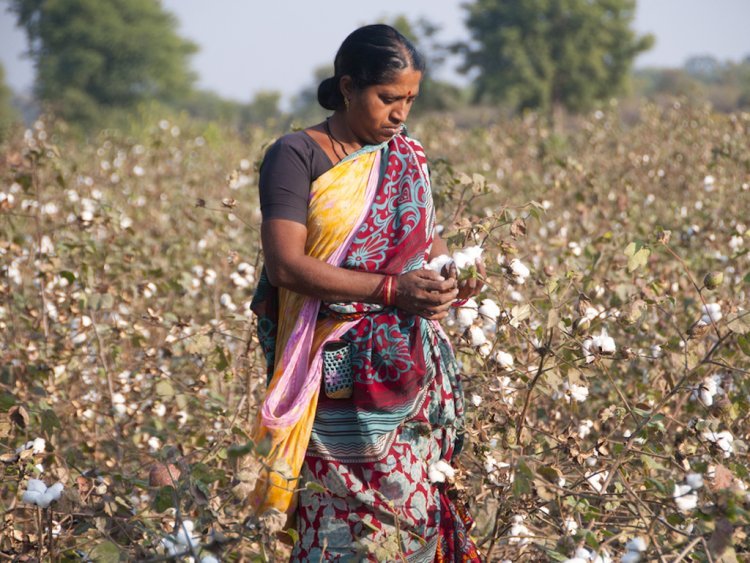Revised specifications to be finalized in 30 days for contracts of January 2023 and thereafter in cotton futures trading