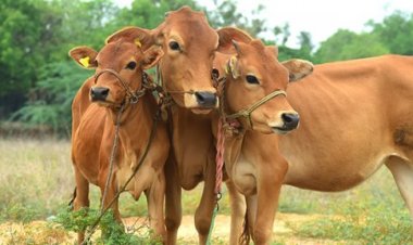 12 states affected by Lumpy Skin Disease, about 50,000 cattle dead, but states yet to declare it pandemic