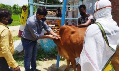 Vaccination against Lumpy Skin Disease at sluggish pace as only goat pox vaccine allowed