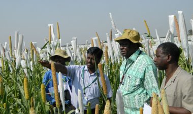 Bajra with higher micro-nutrients gets global recognition