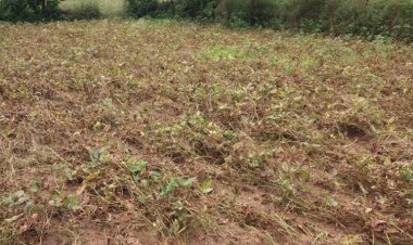 Massive decline in yield of major crops in Rajasthan likely due to excessive rainfall followed by drought-like conditions