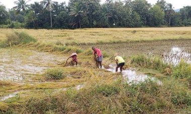 Paddy yield likely to decline by 20 per cent in Bihar due to less rainfall; situation in Jharkhand worse