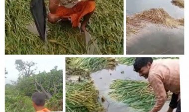Rain hits early variety of paddy; damage to sugar cane, bajra and vegetables too