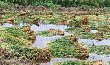Govt should assess farmers’ loss due to rain soon and give compensation: Farmer organizations