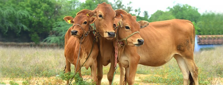 12 states affected by Lumpy Skin Disease, about 50,000 cattle dead, but states yet to declare it pandemic