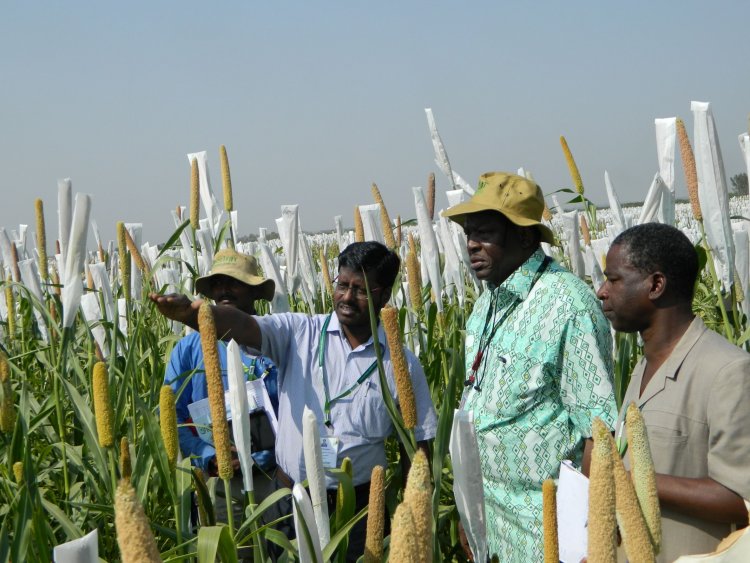 Bajra with higher micro-nutrients gets global recognition