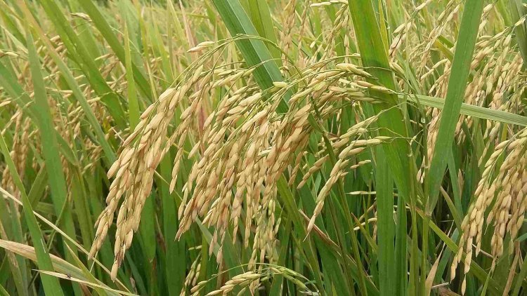 Punjab expecting bumper paddy harvest despite kharif setback